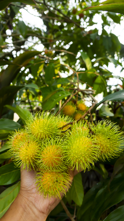 Rambutan fruit on treeの写真素材