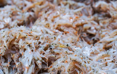 Fresh krill from the seaの写真素材