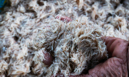 Fresh krill from the sea