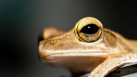 selective focus of Frog in the wildの写真素材