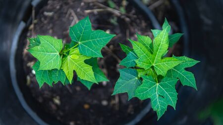 Mexico kale in the garden