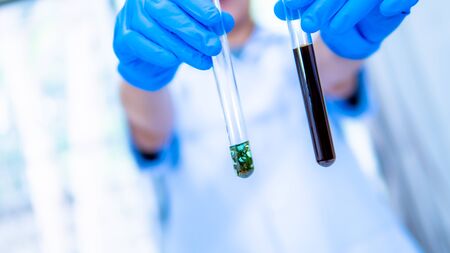 Scientists extract hemp oil in the labの写真素材