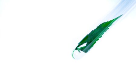 Marijuana leaf in test tubeの写真素材