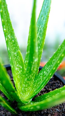 Aloe vera on white backgroundの写真素材