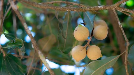 Macadamia fruit on tree