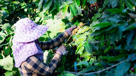 Farmer picking coffee in the plantの写真素材