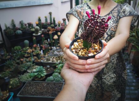 little cactus pot in asian lover  hands at cactus mini garden home.の写真素材