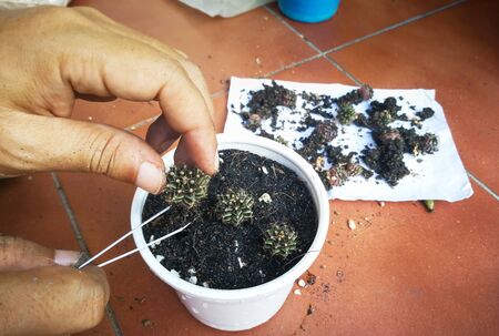 Moving baby cactus to bigger pots. Cactus name Gymnocalycium. Mini cactus at little garden home.の写真素材
