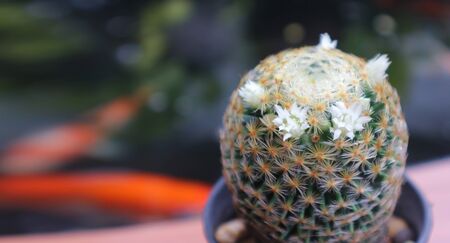 White flower mini cactus in little pot at home gardenの写真素材