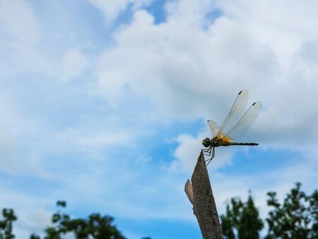 Dragon perching on a branch with blue sky white cloud background.の写真素材