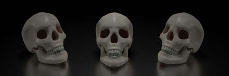 Human skull model, clean skull head, placed on a shiny surface, and a black background. 3D Renderingの写真素材