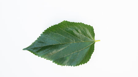 Green leaves have clear leaf veins. Green swallowtail leaves isolated on white backgroundの写真素材