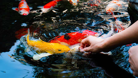 Feed the koi or crap with your bare hands. Fish tamed to the farmer. An outdoor koi fancy fish pond for beauty and relaxation.の写真素材
