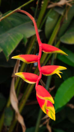 Red flower with yellow stripe named Bird of Paradiseの写真素材