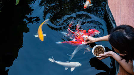 Feed the koi or crap with your bare hands. Fish tamed to the farmer. An outdoor koi fancy fish pond for beauty and relaxation.の写真素材