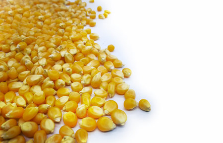 Golden Yellow Dried Corn Kernels. Seed Isolated on white background.