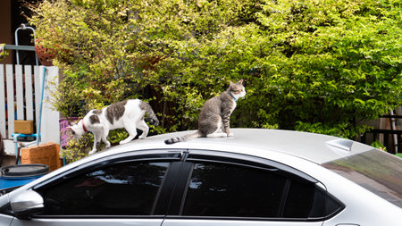 The cat sat on the roof of the car. The car parked on the roadside and there was a cat sitting on the roof.の写真素材