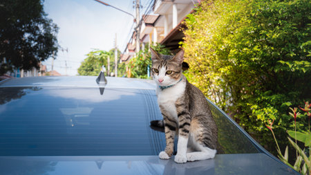 The cat sat on the roof of the car. And staring at the camera The car parked on the roadside and there was a cat sitting on the roof.の写真素材