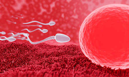 The sperm is directed towards the egg. To do human mating. A pre-fertilization model between an egg...