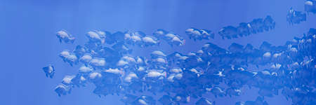 Flocks of fish swim in groups, the underwater circle is shining down. Lots of tilapia Swim in groups...