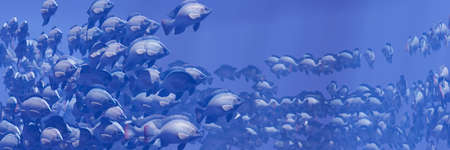 Flocks of fish swim in groups, the underwater circle is shining down. Lots of tilapia Swim in groups or in groups. Naturally, underwater, herds of fish are fed for food. 3D Rendering.の写真素材