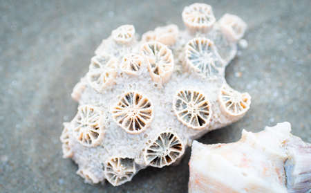 Shells or corals on the beach, the sea