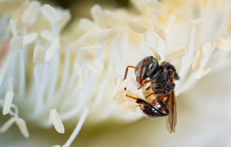 Mim or bee stinger is an insect type of a bee or wasp, but without a stinger. chasing pollen To keep it as nectar. Macro or close-up shot of a foraging insect.の写真素材
