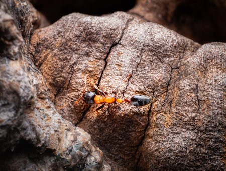 The wasp is a type of ant that is dangerous and poisonous. Some people when bitten or stung may be fatal if there is a severe allergic reaction to the poison.の写真素材