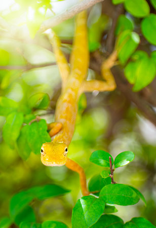 Chameleon on the tree in the forest, Chamaeleo calyptratus