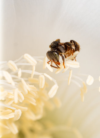 Mim or bee stinger is an insect type of a bee or wasp, but without a stinger. chasing pollen To keep it as nectar. Macro or close-up shot of a foraging insect.の写真素材