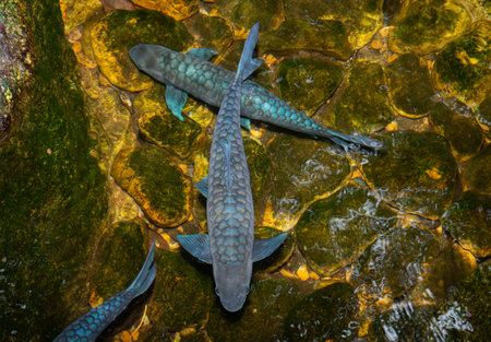 Schools of black koi have blue glassy scales. Swim in a pebbled pond with clean, clear water that is the nature of aquatic animals.の写真素材
