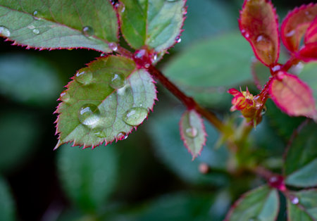 Water droplets on the leaves of a rose after a rain.の写真素材