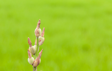 Young Canna lillyの写真素材