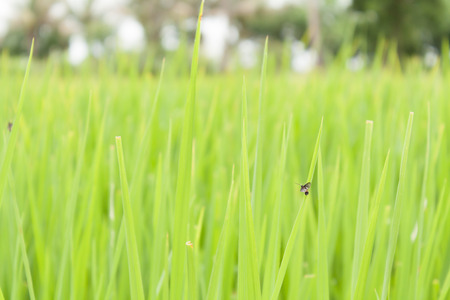 Insect  on rice plantの写真素材