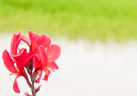 Red Canna lillyの写真素材
