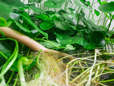 lotus in potの写真素材