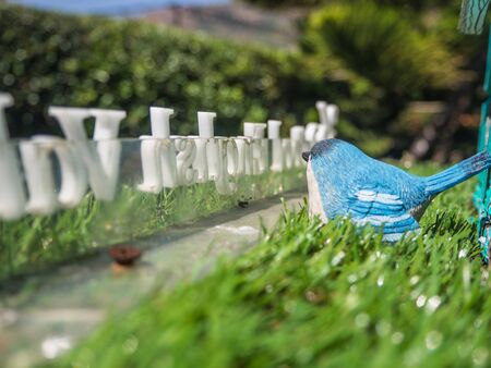 blue bird on green grassの写真素材