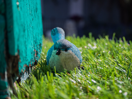 blue bird on green grassの写真素材