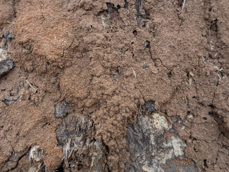 termite nest backgroundの写真素材
