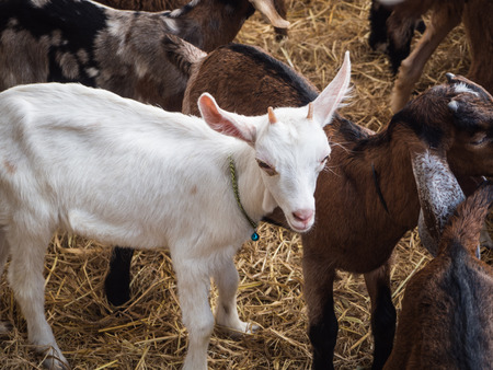 white and brown goats in farm