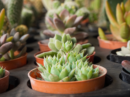 cactus in potの写真素材