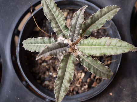 cactus in potの写真素材