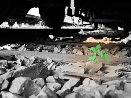 Trees growing on rails,The need to live despite the many hurdles,Strength of small creatures