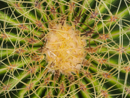 closeup green cactus and thorn