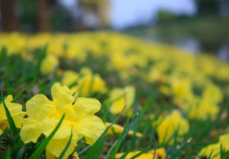 Yellow Flower in gardenの写真素材
