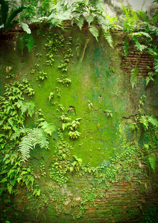 lichen wallの写真素材