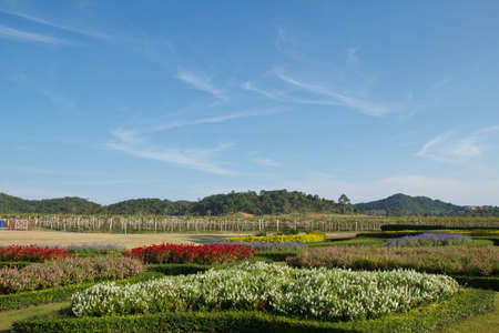 grape farm at pattaya, thailandの写真素材