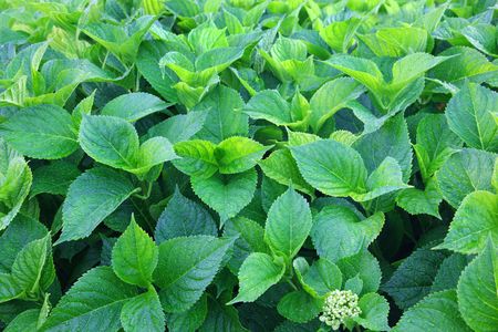 Green leafs background