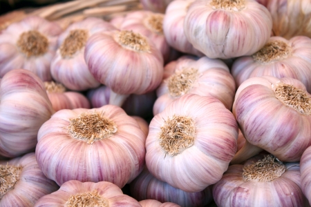 Heads of garlic close-up