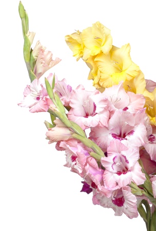Big bouquet of beautiful colorful gladiolus on a white backgroundの写真素材